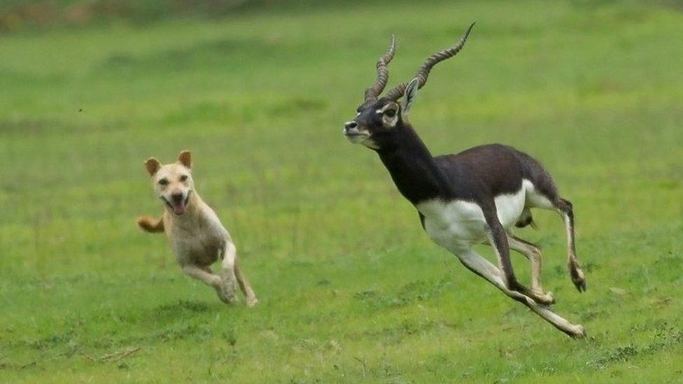 A free-ranging dog chases a blackbuck in Vetnoi of Indian state of Orissa