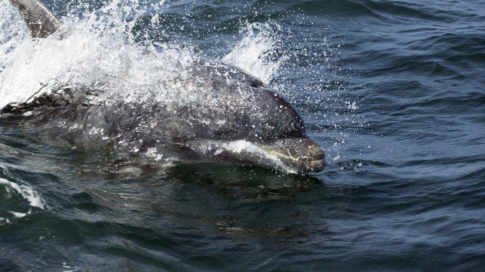 Bottlenose dolphin