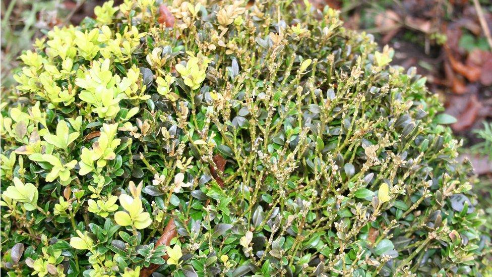 Box blight (Volutella buxi and Cylindrocladium buxicola) at RHS Harlow Carr - scented garden