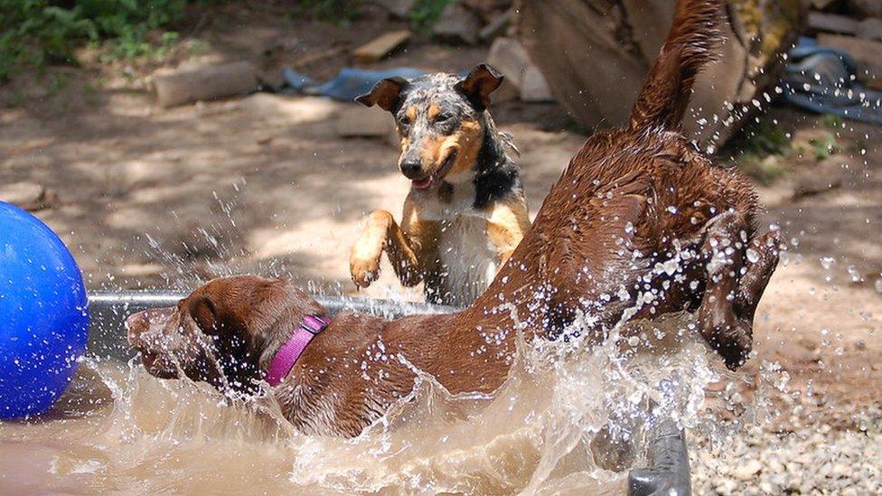 Two dogs playing in water