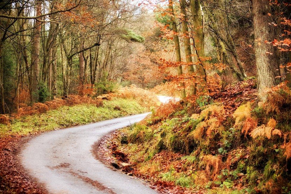 A road in Hamsterley Forest