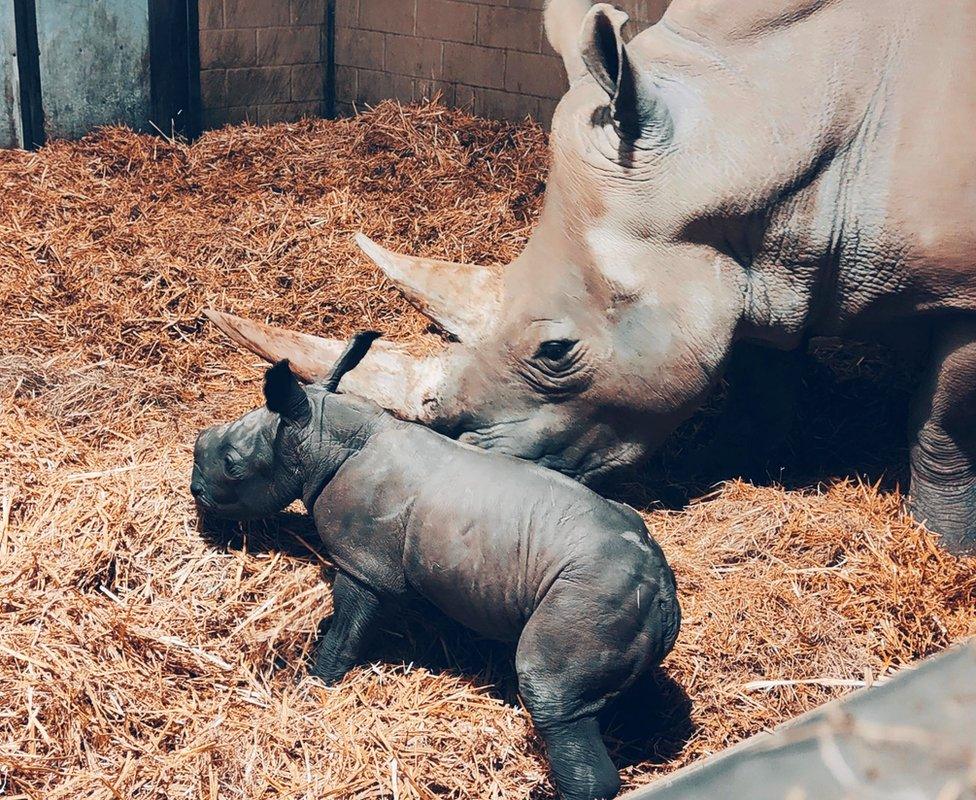 The white rhino calf with its mother