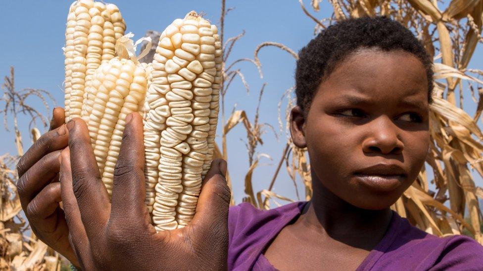 maize africa