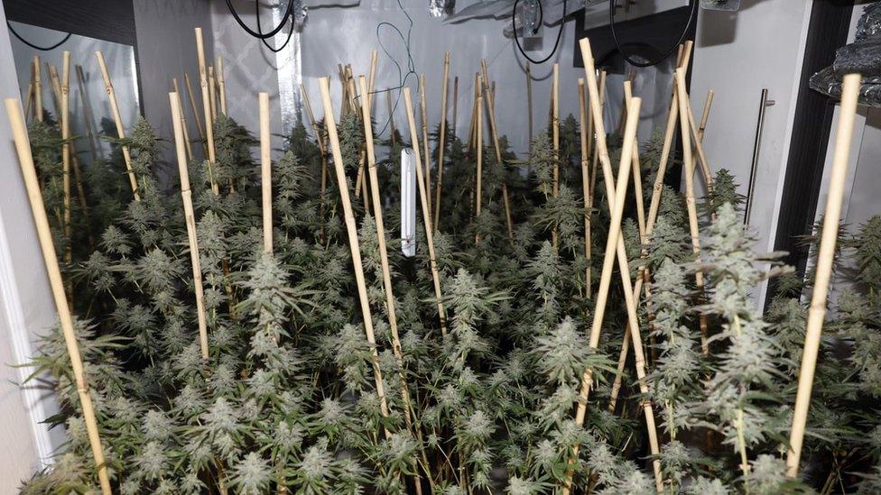 Cannanbis farm found by police in Oldham