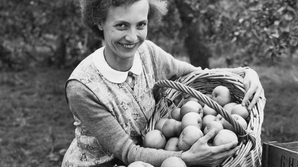 Apple picker Flora Thomas bringing in some Bramley cooking apples at Bunces Farm, Tonge, near Sittingbourne, Kent, 4th October 1956