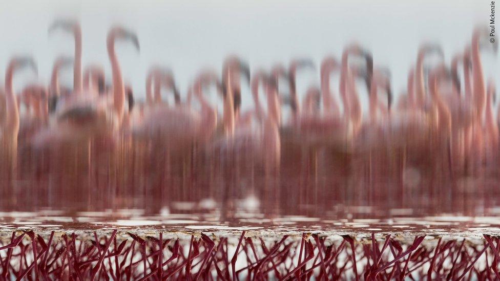 Flamingos standing in water. The focus is under the water.