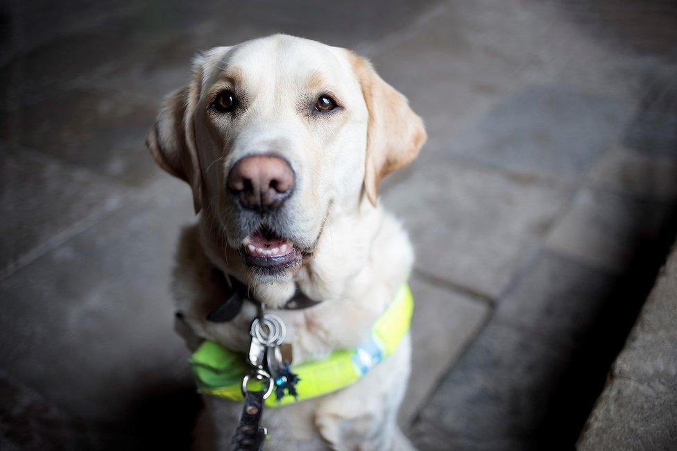 Rachael Andrews's guide dog Ajay