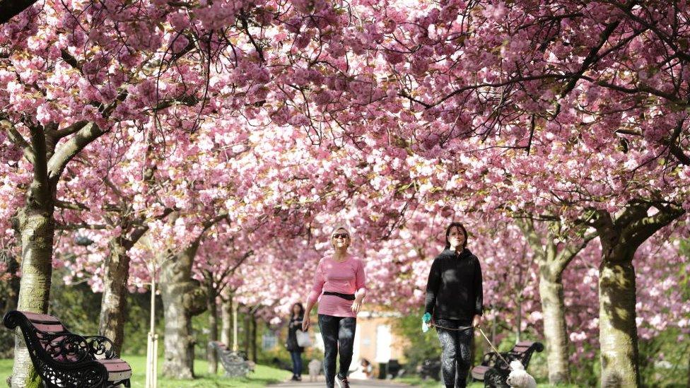 Blossom trees in a park