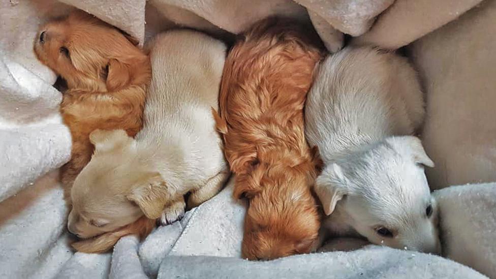 Four puppies lying on a blanked side by side