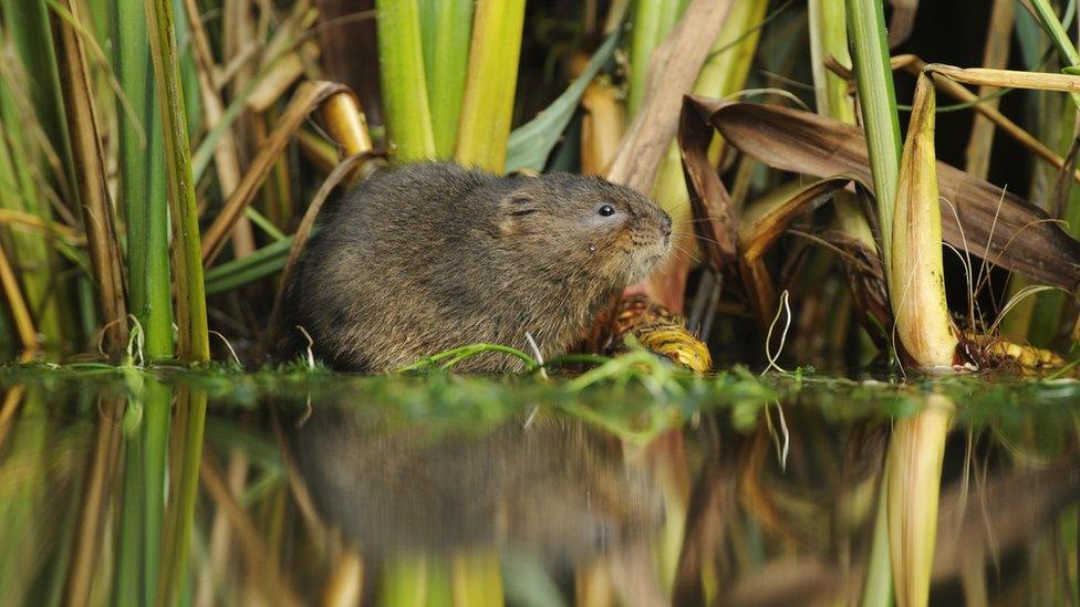 Water Vole at Woodhall Estate