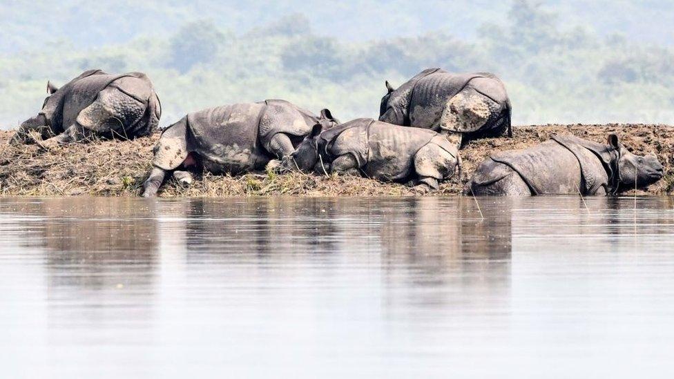 One-horned rhinoceros take shelter on a higher-land in the flood affected area of Kaziranga National Park in the northeastern Indian state of Assam on July 18, 2019.