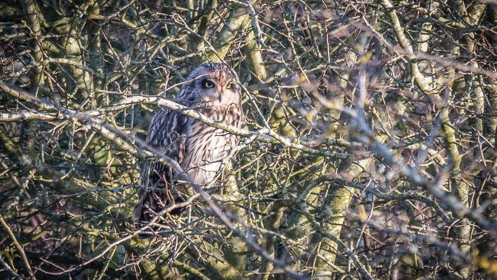 Owl looking through branches