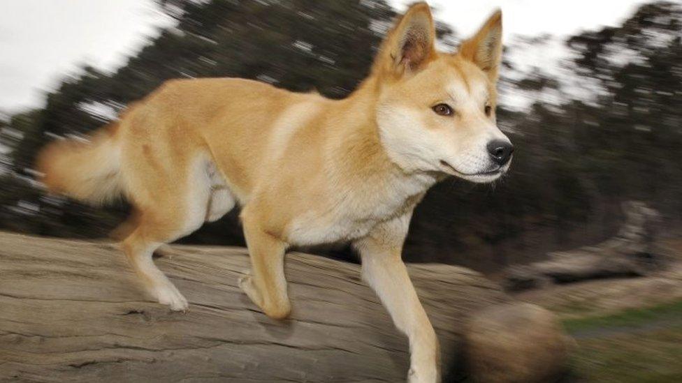 A dingo at a research centre in Victoria, Australia