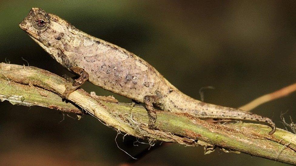 male-chameleon.