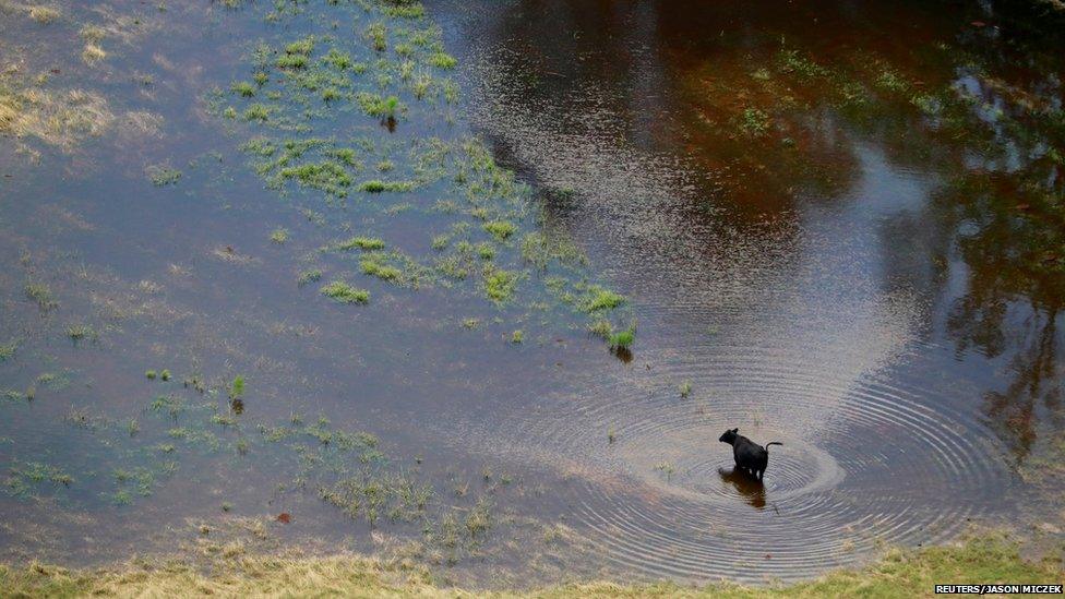 A cow standing in floodwaters