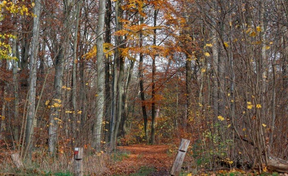 Berlin woodland, 20 Nov 20