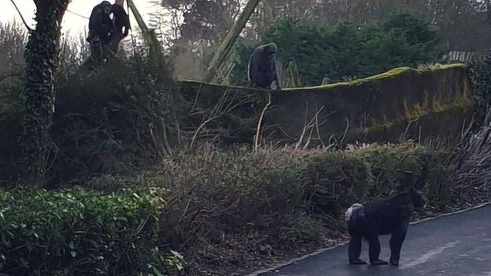 Chimpanzee at Belfast Zoo on public path