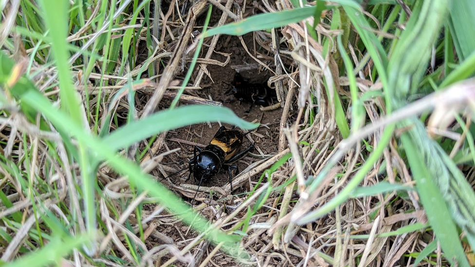 Cricket in field