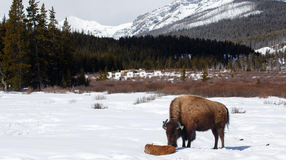 This calf is the first bison born in Banff National Park’s in over a century