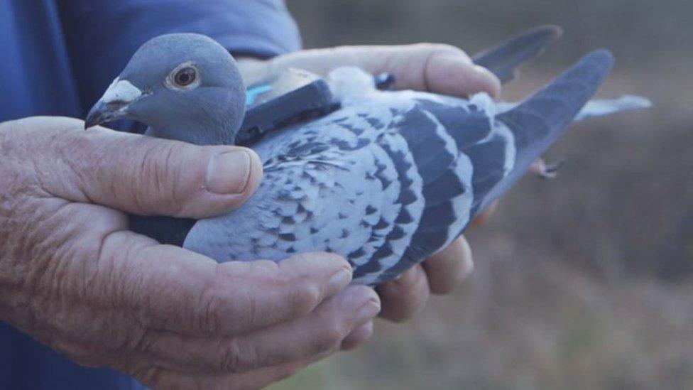 A pigeon fitted with the sensor