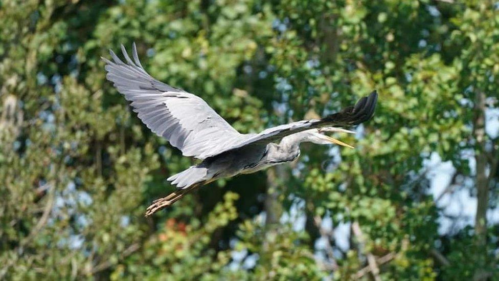 Heron