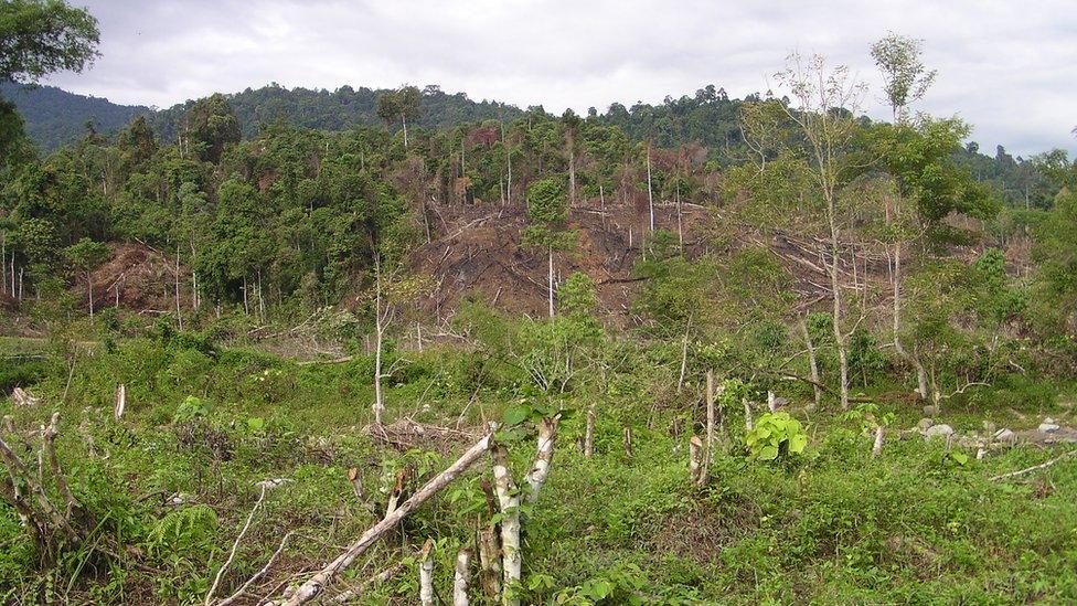 Forest loss in Sumatra