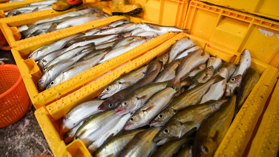 Fish in crates