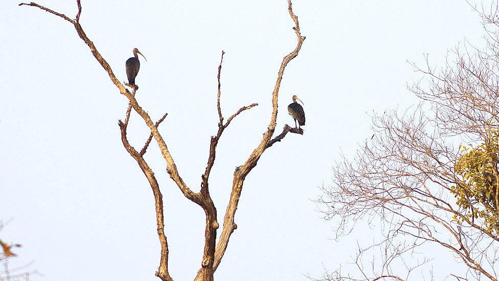 Two giant ibis perched in tree