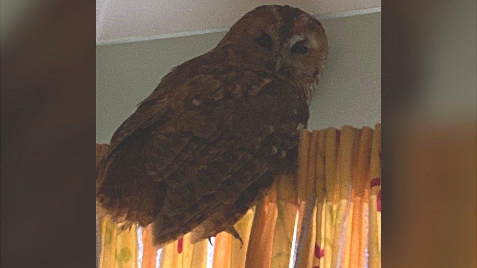 Owl on a shower rail