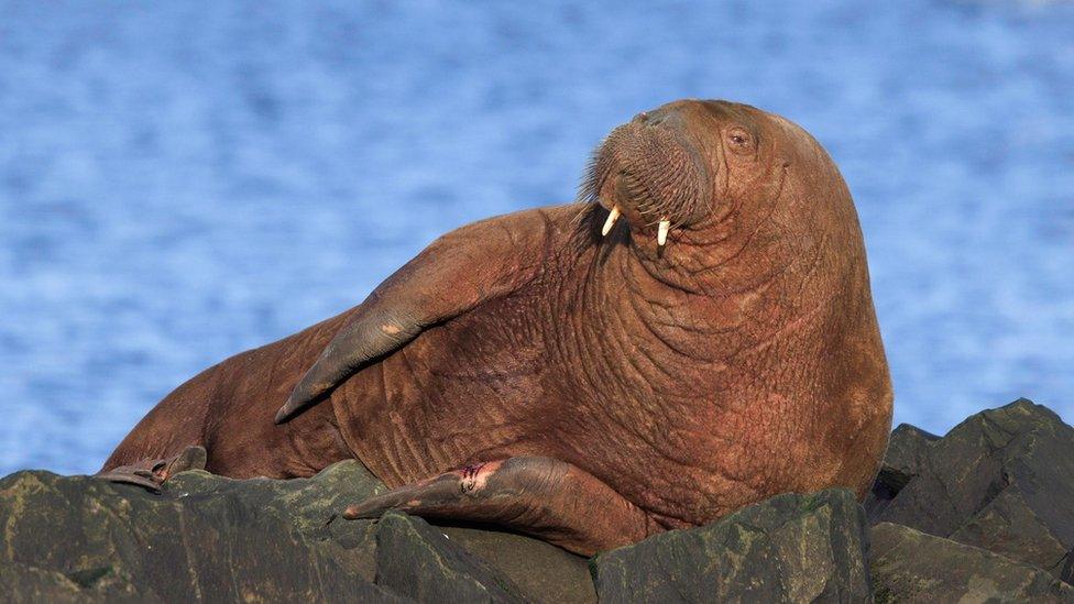 Walrus resting on harbour defences at Seahouses