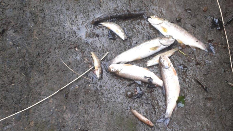 dead fish after slurry spill