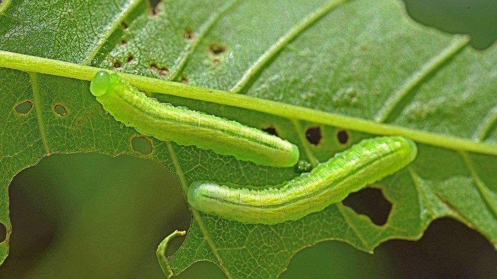 Ash sawfly larvae on an ash leaf