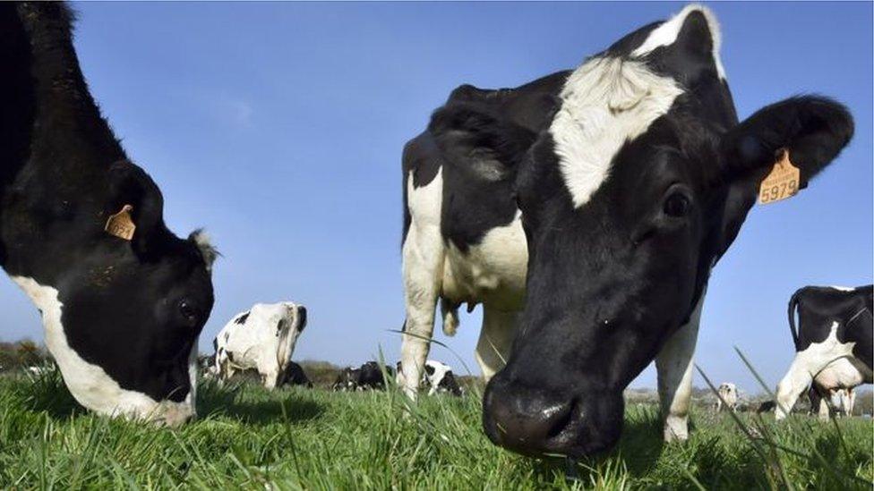 cows in a field