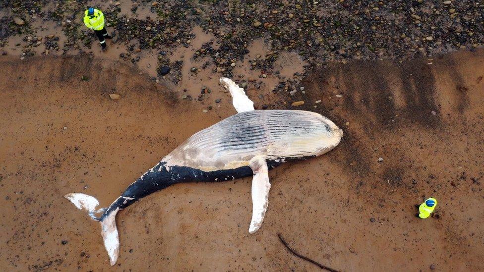 Aerial view of the whale on the beach