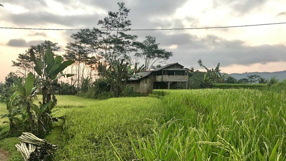 A farm in West Java