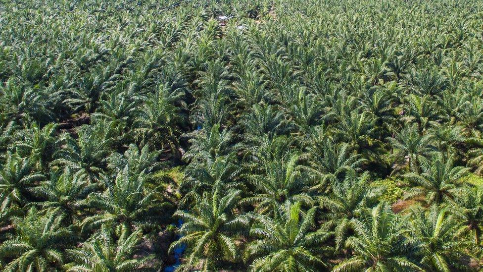 Palm oil plantation