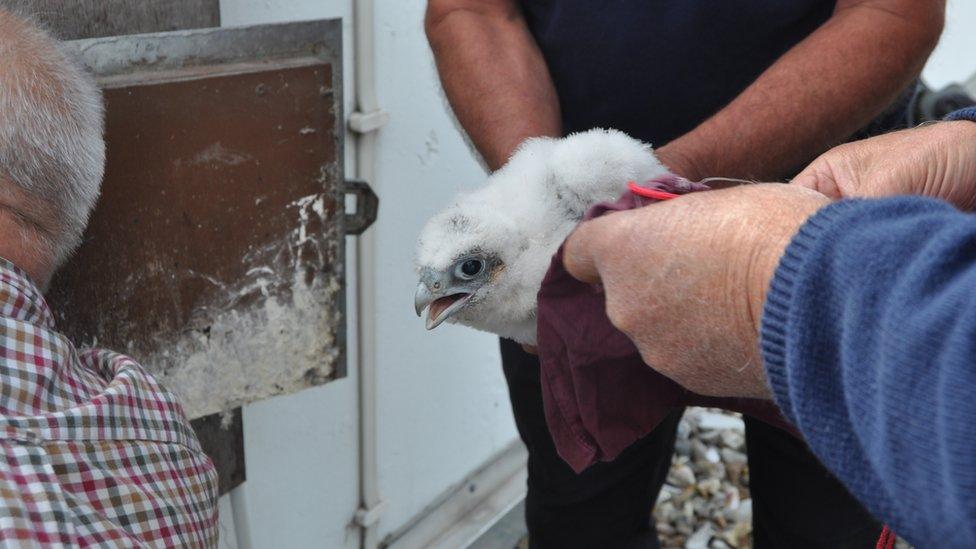 Peregrine chick at The Mill