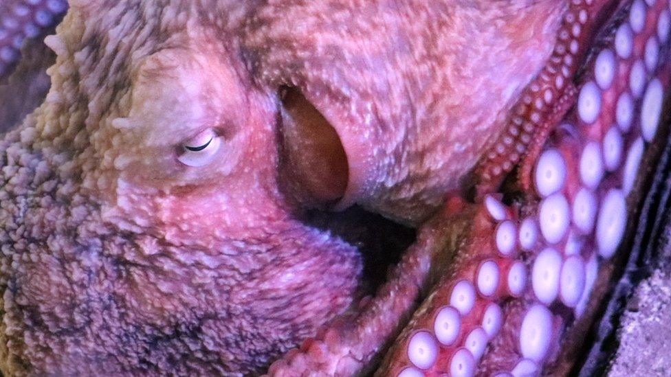 octopus-sleeping