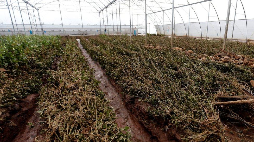 Crushed roses are seen destroyed inside a greenhouse at the Solai farm after their dam burst its walls,