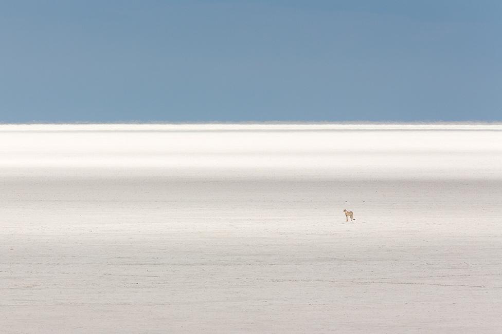 A cheetah on a wide-open plain