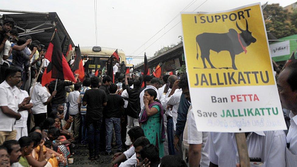 Protest in support of jallikattu in Chennai (20 January 2017)