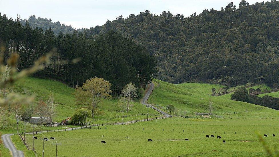 New Zealand farm