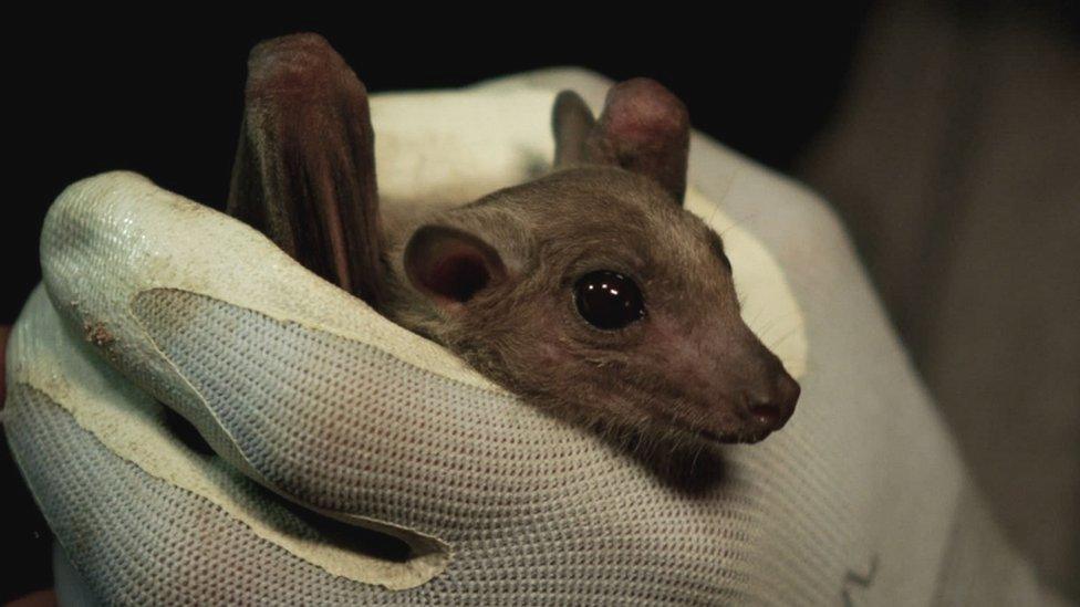 Egyptian fruit bat