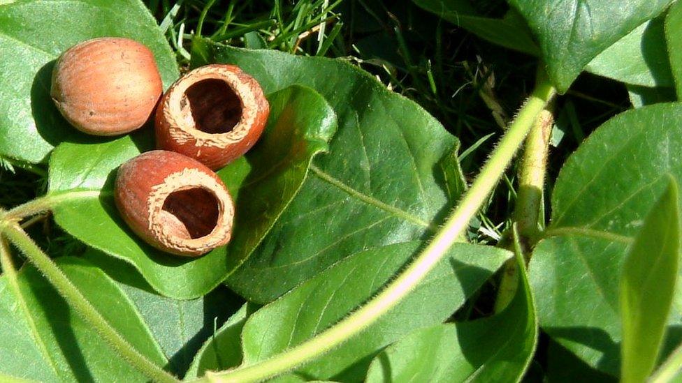 hazelnuts nibbled by dormice on leaves