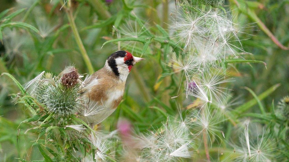 Goldfinch on thistles at Newborough, Anglesey