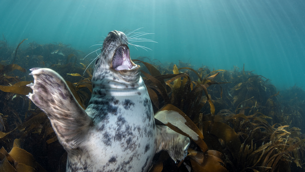 grey seal pup having a stretch