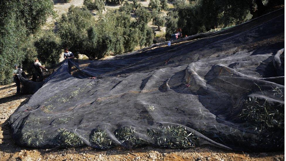 Spanish olive farmers use nets to harvest olives