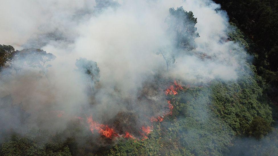 Wildfire in Lickey Hills (one of the oldest country parks) near Birmingham, July 18, 2022