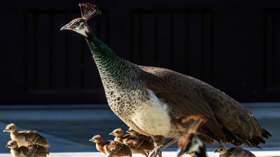 Group of peafowl walking along the street