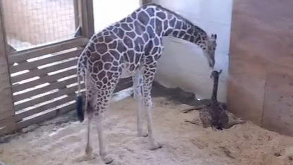 Still of April the giraffe and her calf